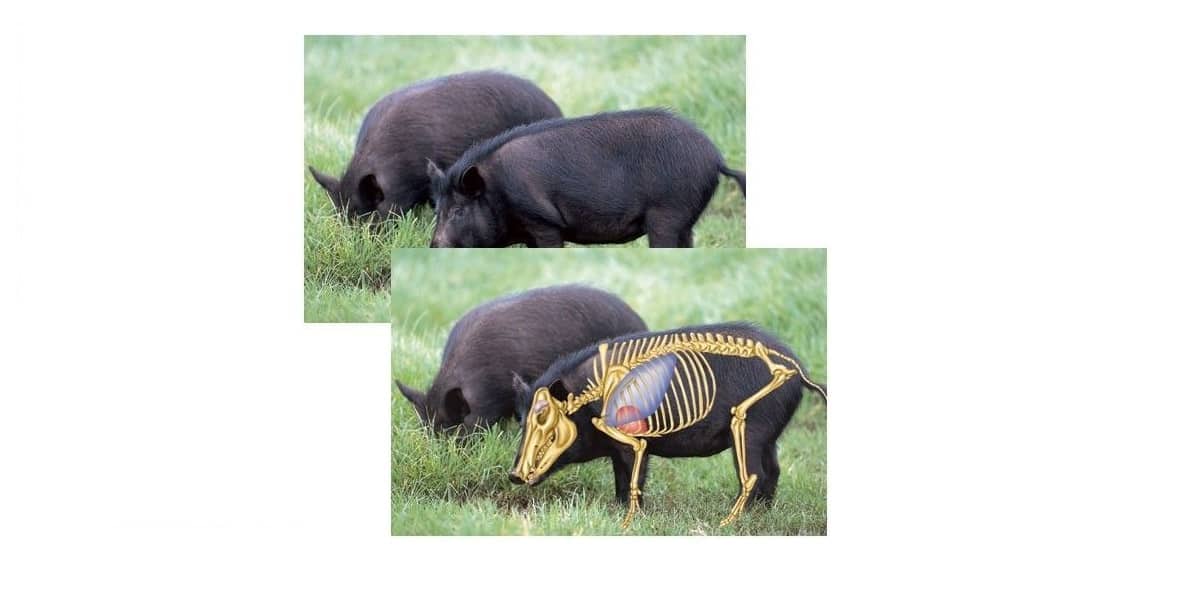 Where to Shoot a Hog And Get a Clean and Quick Kill (2022)