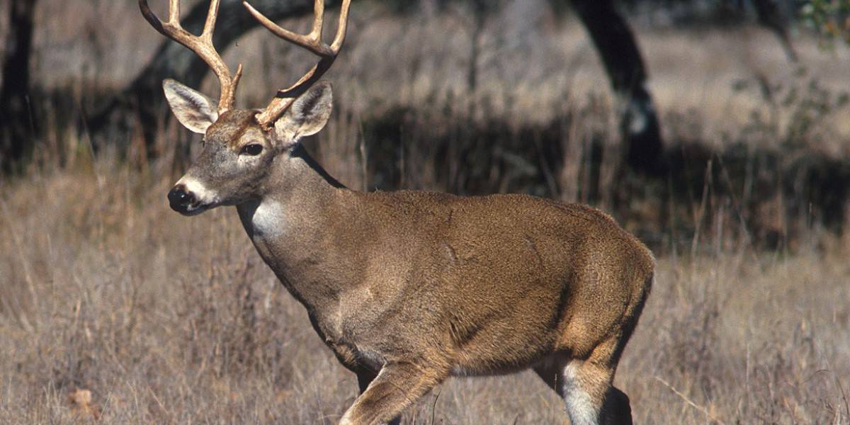 best deer hunting states