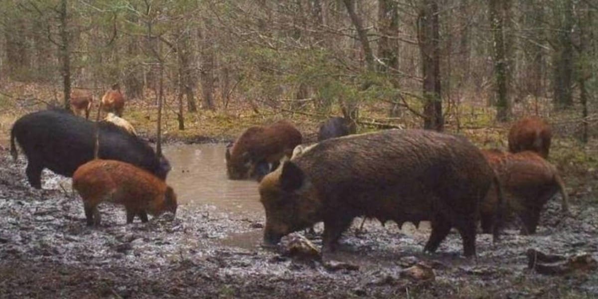 Where to Hunt Feral Hogs Year Round 2022 Wild Boar Hunting