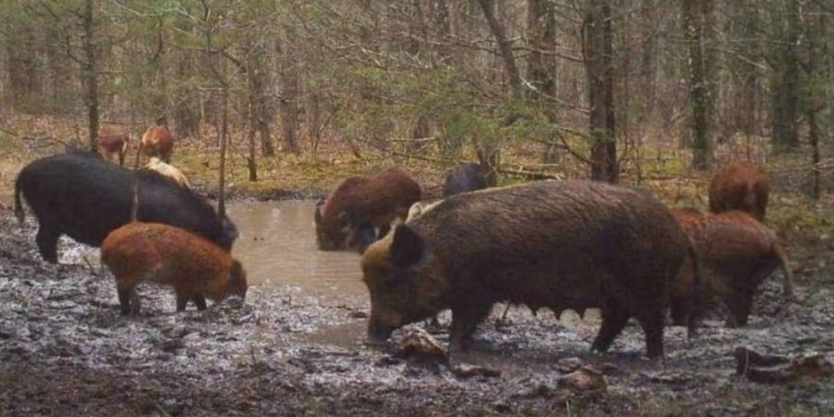 Where to Hunt Feral Hogs Year Round 2022 | Wild Boar Hunting