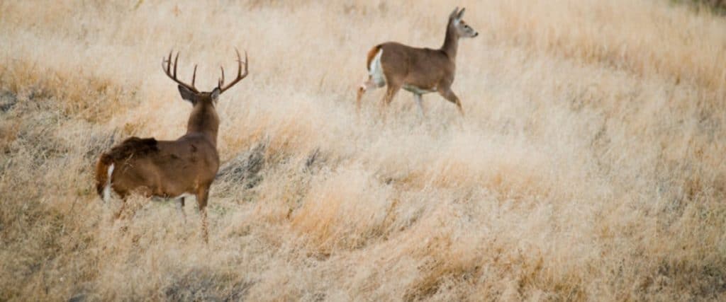 how to hunt the rut