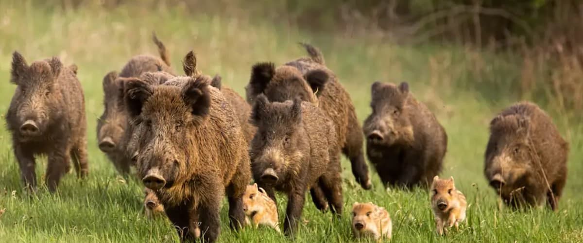 Where to Hunt Feral Hogs Year Round 2022 Wild Boar Hunting
