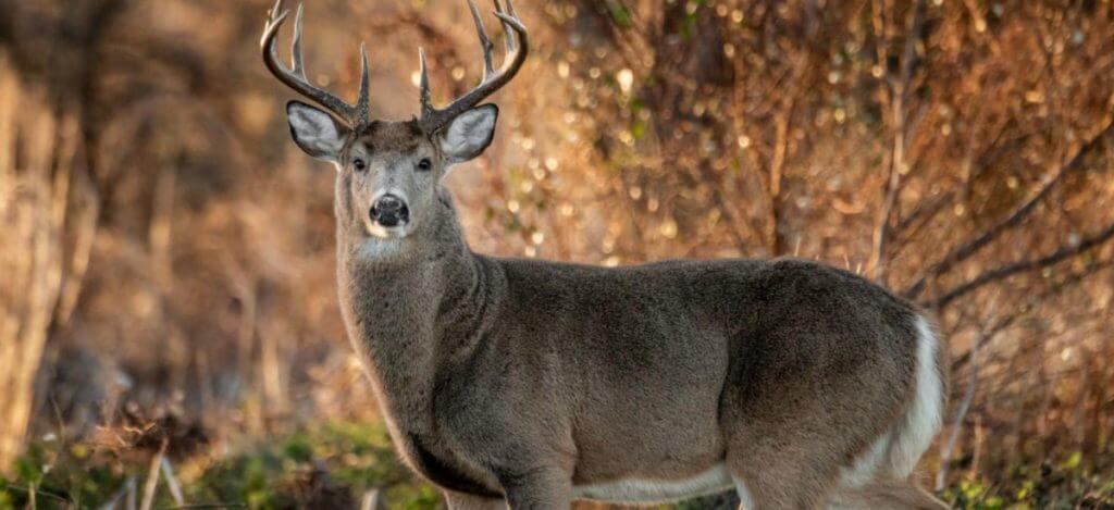 Scent Control Tips to Help You See More Deer (2023)