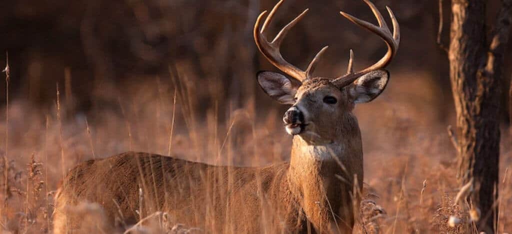 scent control for deer hunting
